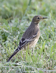 American Pipit